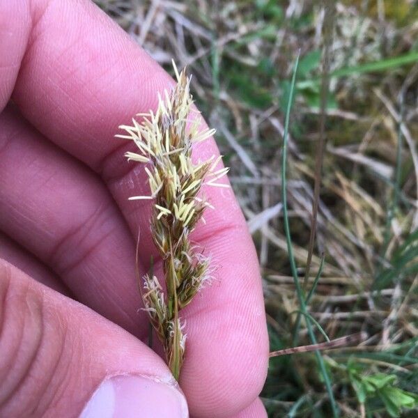 Carex arenaria Flower