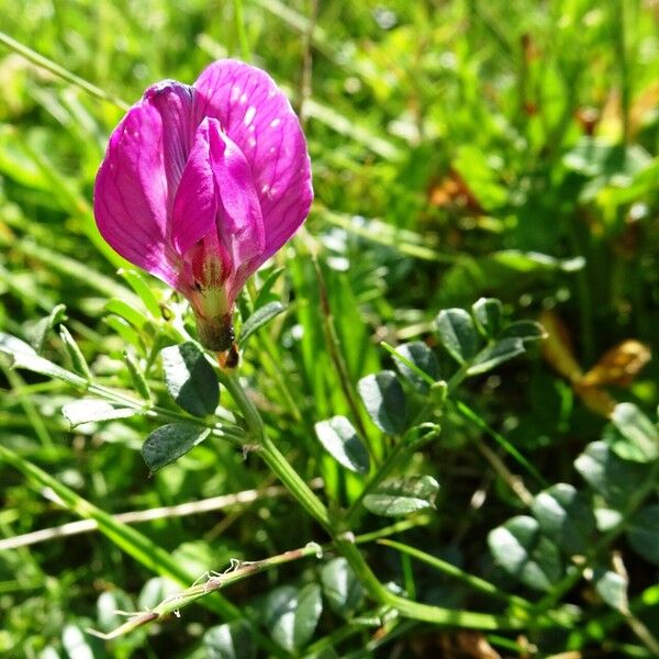 Vicia pyrenaica फूल