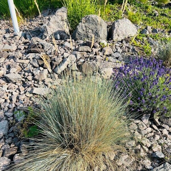 Festuca filiformis Лист