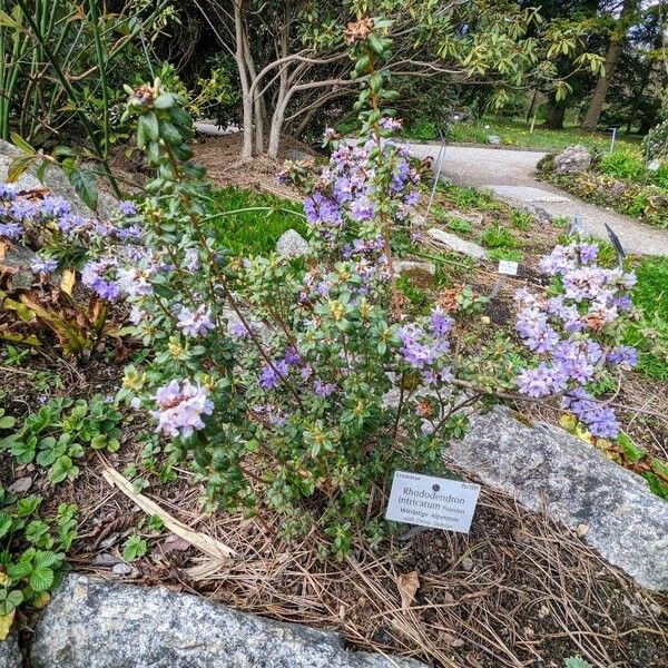 Rhododendron intricatum