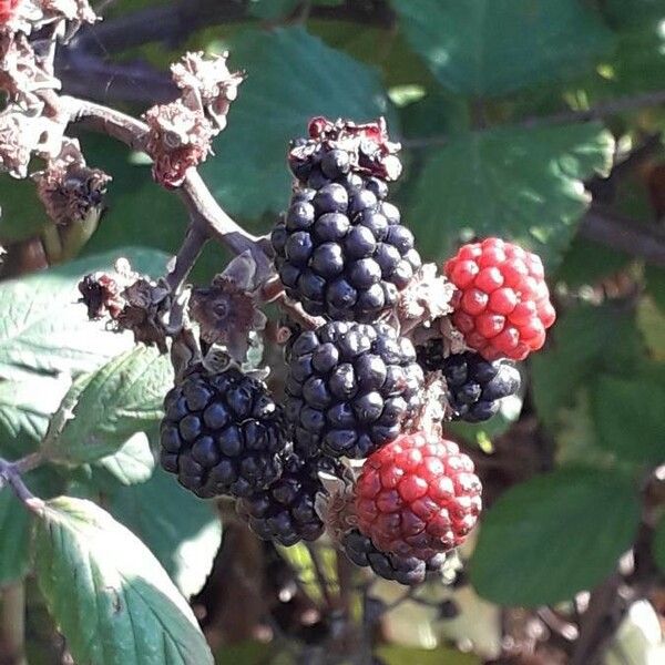 Rubus fruticosus Frucht