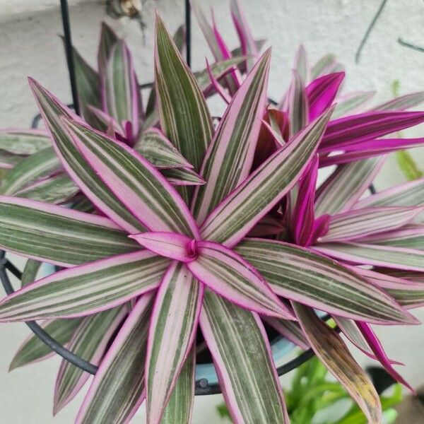 Tradescantia spathacea Blad