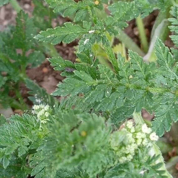 Torilis nodosa Leaf