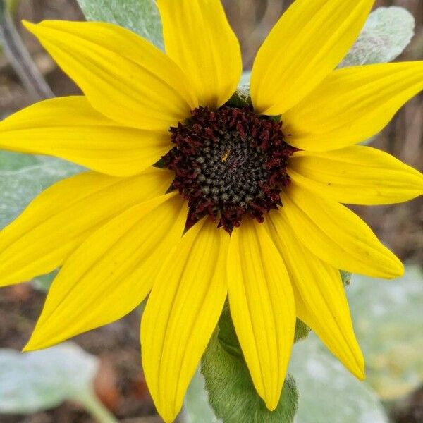 Helianthus argophyllus Flower