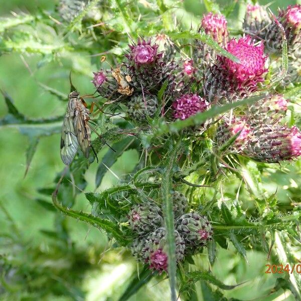 Cirsium palustre 花