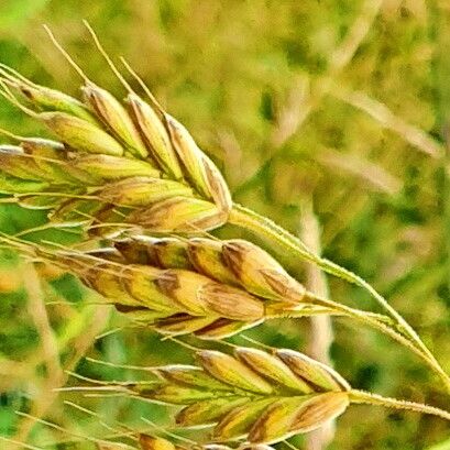 Bromus secalinus Плід