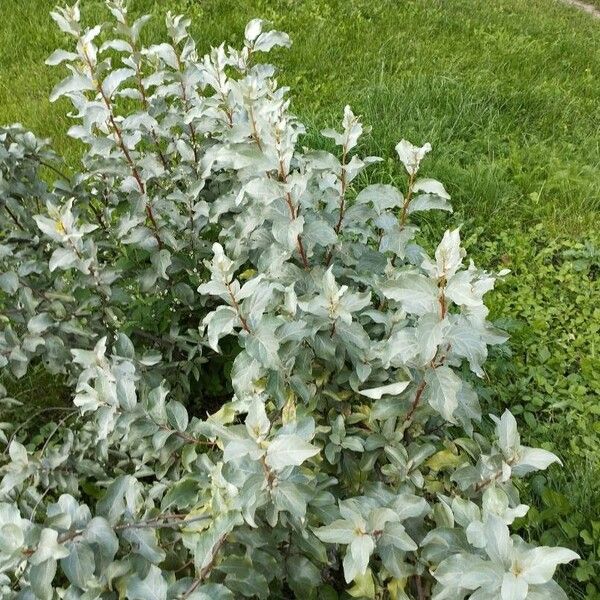 Elaeagnus commutata موطن