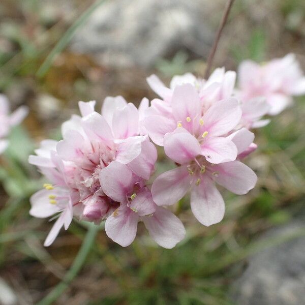 Armeria girardii 花