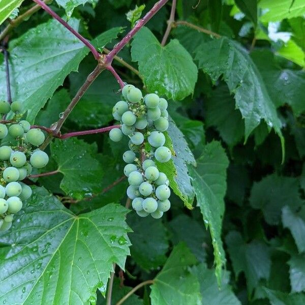 Vitis riparia Fruit