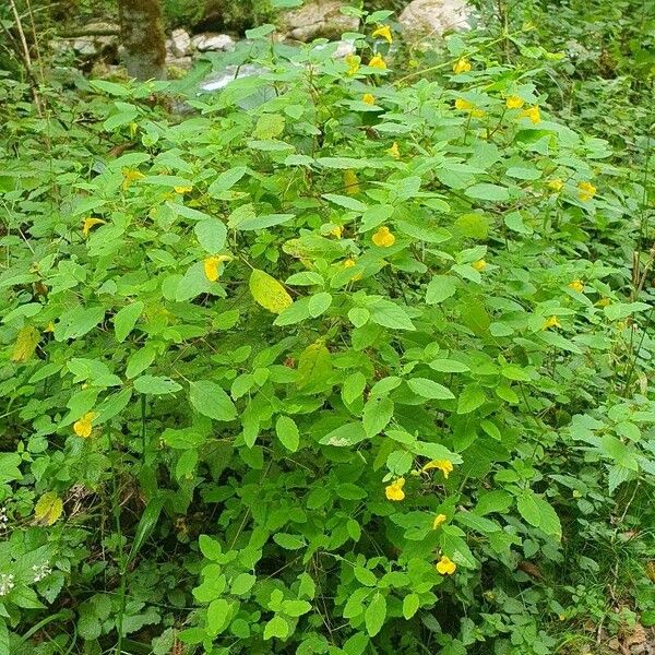 Impatiens noli-tangere Habit