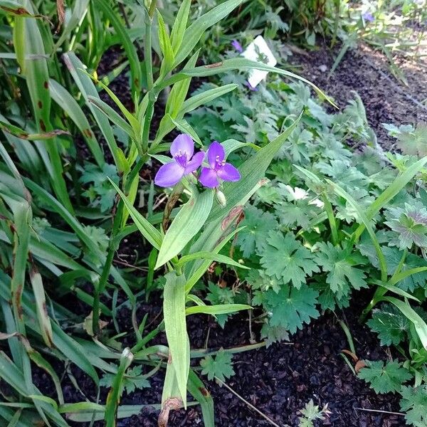 Tradescantia virginiana Flower