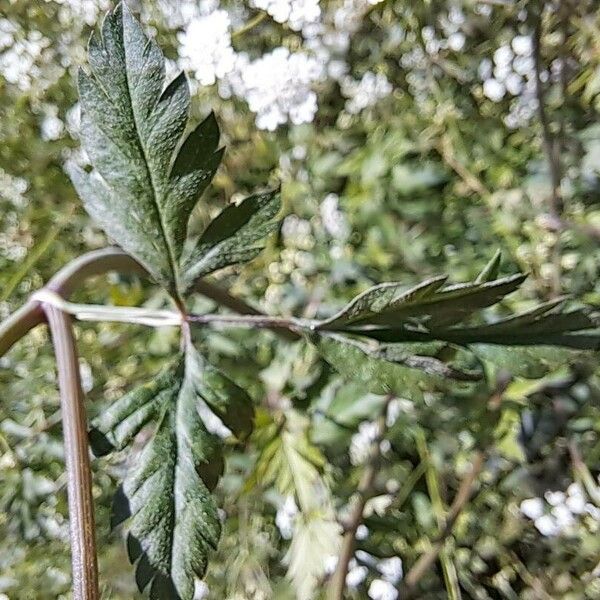 Torilis arvensis Leaf