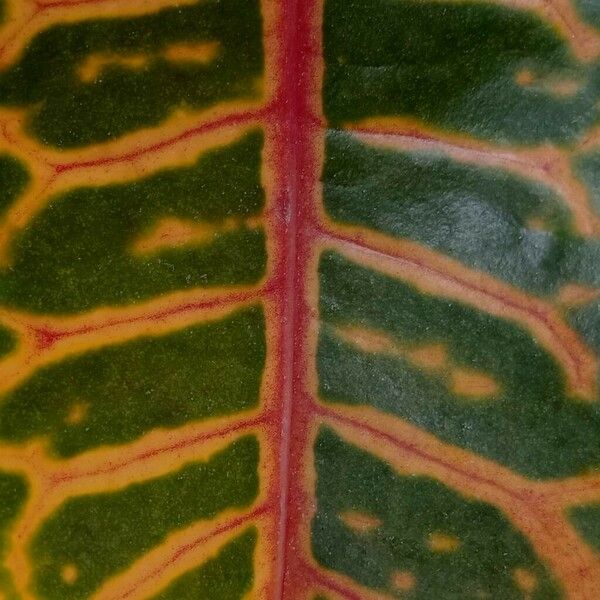 Codiaeum variegatum Leaf