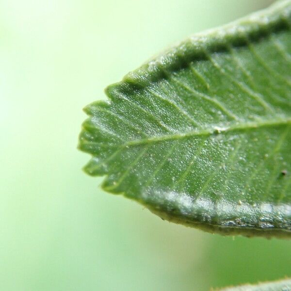 Pteris hamulosa Liść