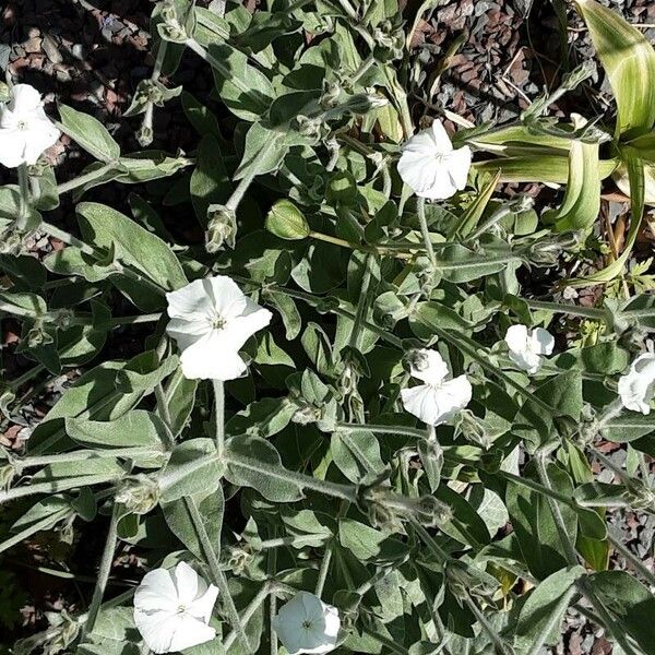 Silene coronaria Blüte