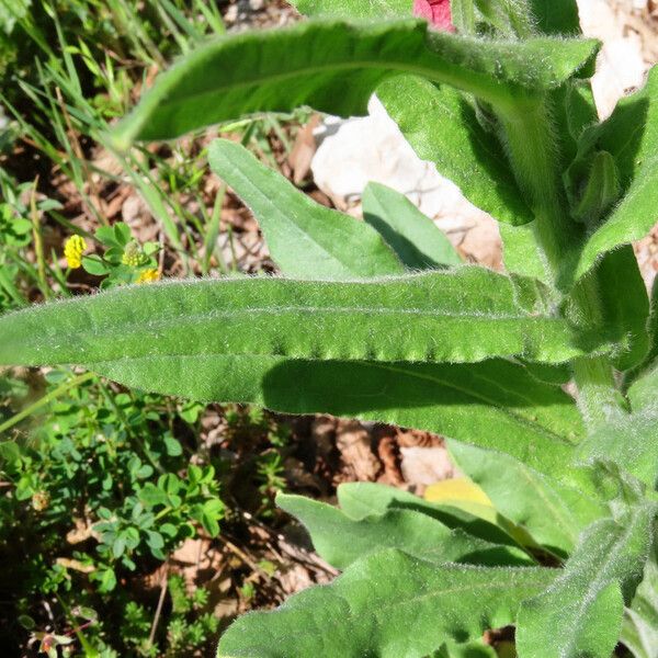 Cynoglossum montanum Φύλλο