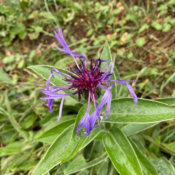 Centaurea triumfettii Kvet