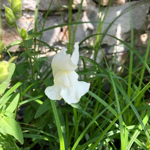 Antirrhinum majus Blomst