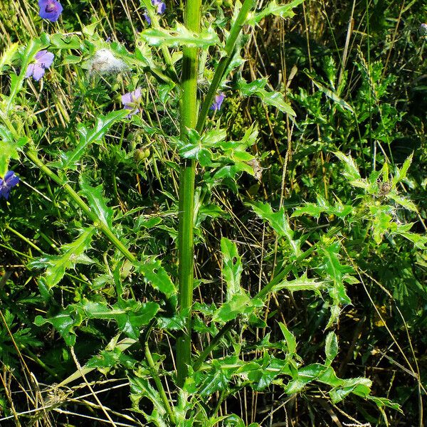 Cirsium arvense পাতা