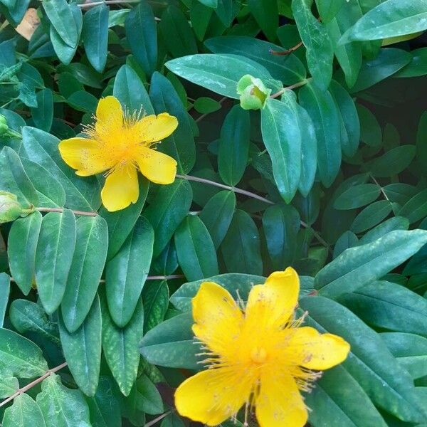 Hypericum frondosum Flower