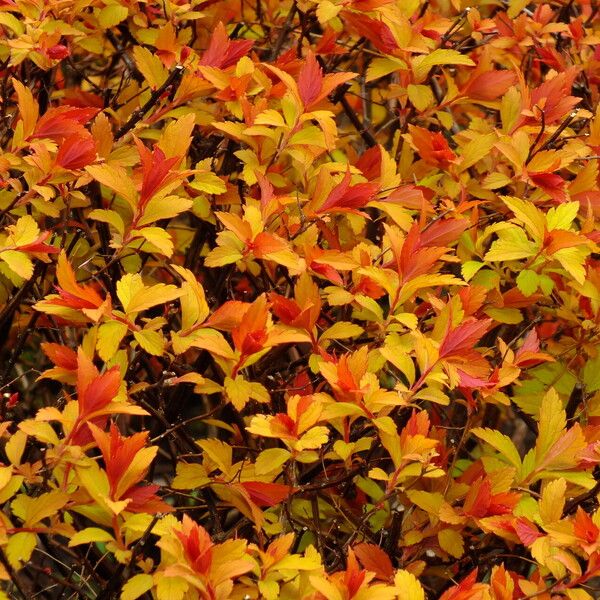 Spiraea cantoniensis Leht