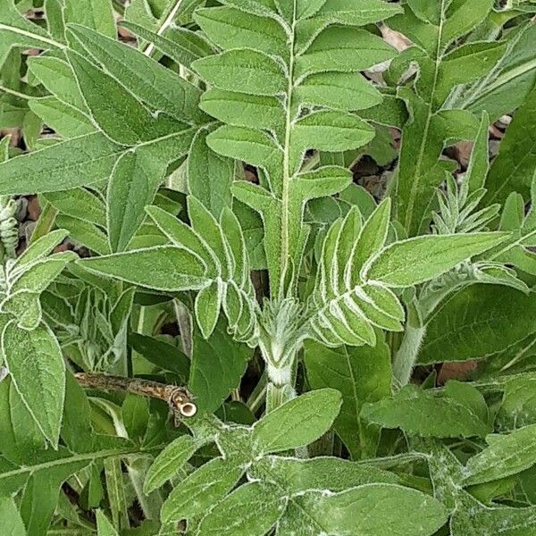 Knautia macedonica Folha