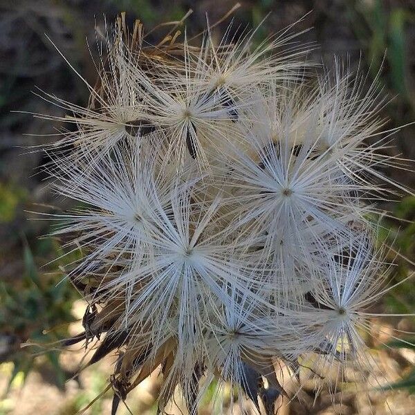 Silybum marianum Vaisius