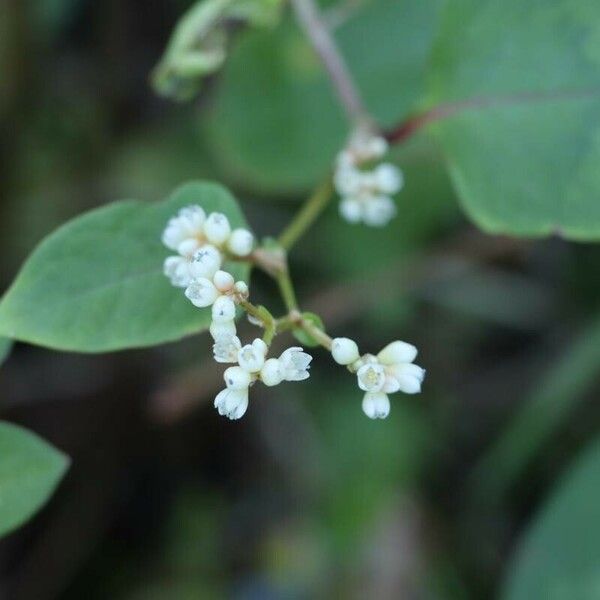 Persicaria chinensis Flower