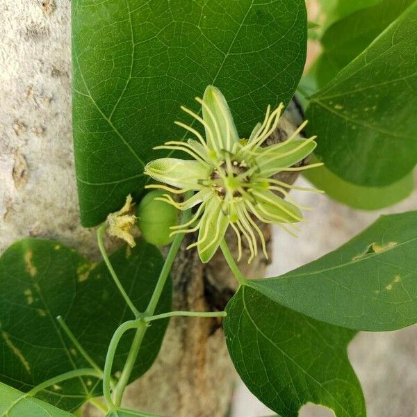 Passiflora lutea Flors