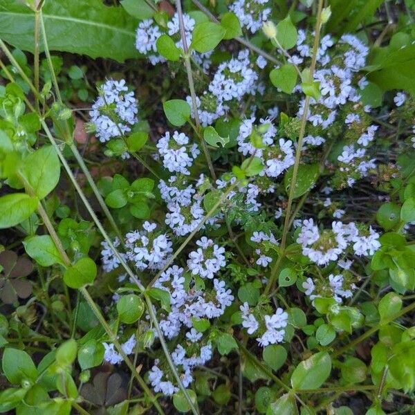 Thymus longicaulis फूल