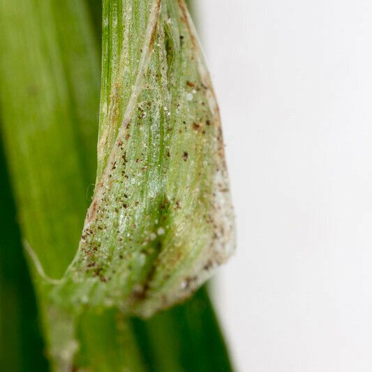 Carex strigosa Лист