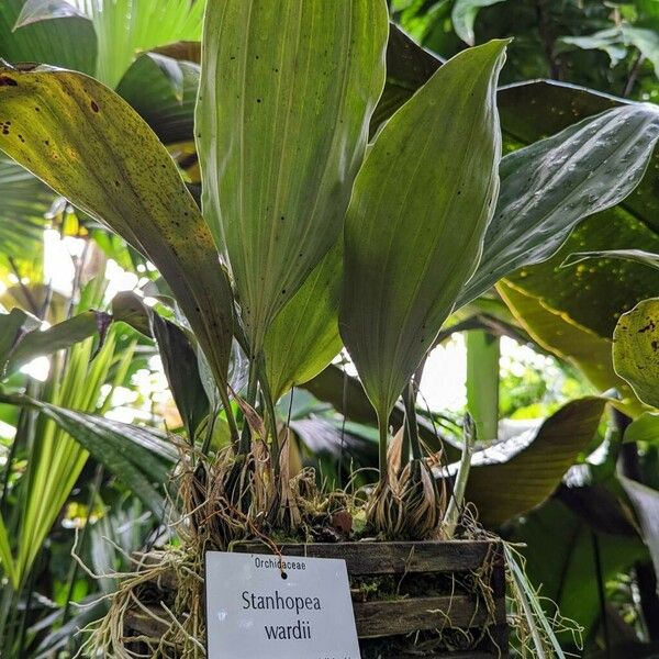 Stanhopea wardii Habit