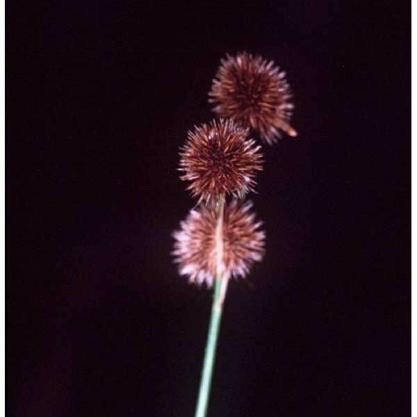 Juncus brachycarpus Vili