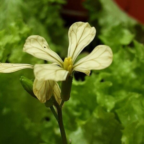 Eruca vesicaria Flower