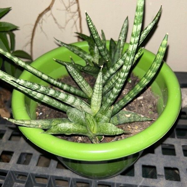 Sansevieria stuckyi Leaf