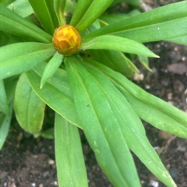 Helichrysum bracteatum Лист
