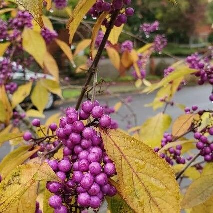 Callicarpa americana Плод