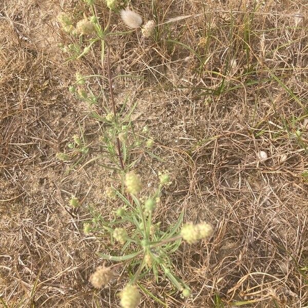 Plantago arenaria Flor