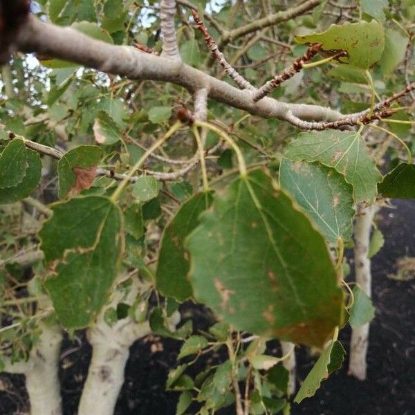 Populus tremula Levél