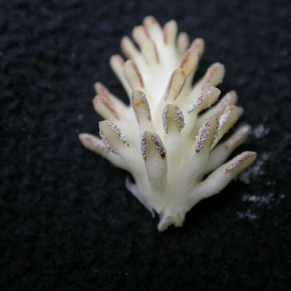 Schisandra grandiflora Habitus
