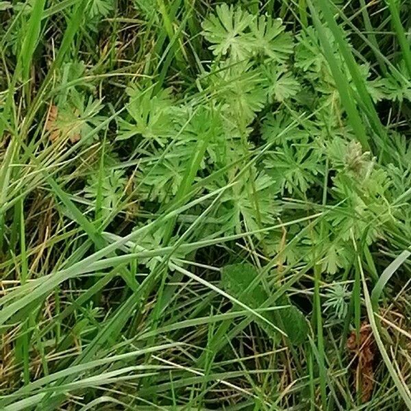 Geranium carolinianum List