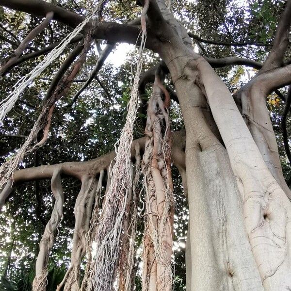 Ficus macrophylla Характер