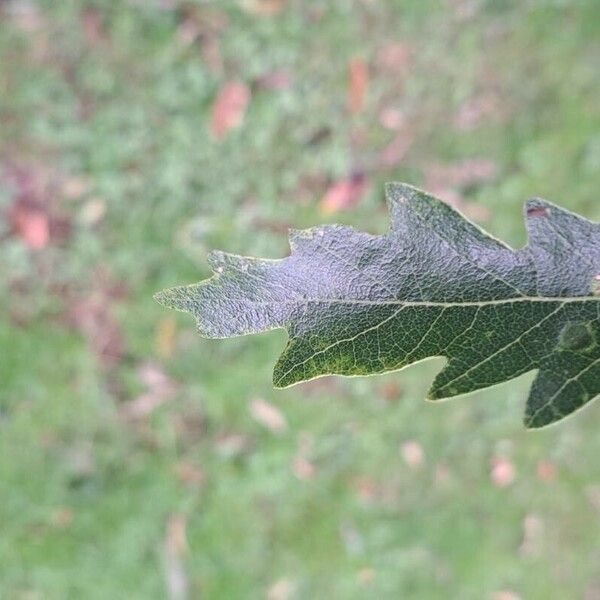 Quercus cerris Frunză