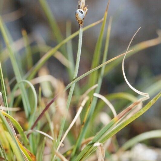 Carex rupestris Otro