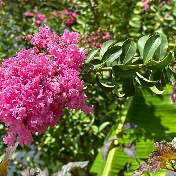 Lagerstroemia speciosa Blad