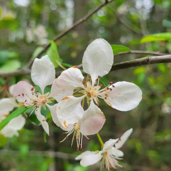 Malus angustifolia Flor