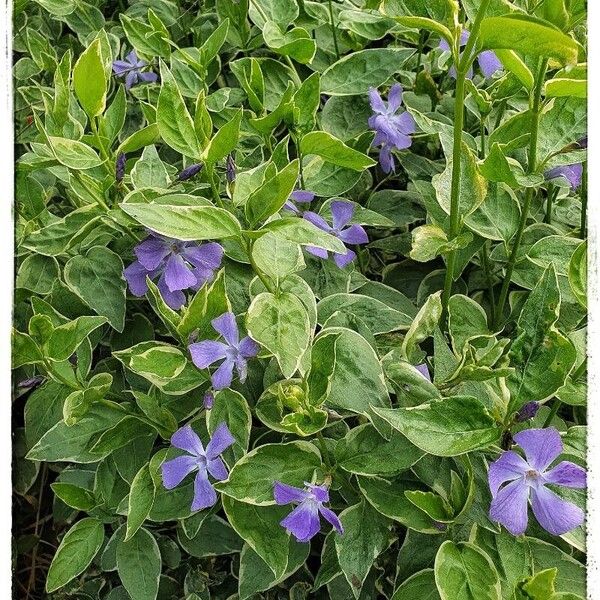 Vinca major Цвят