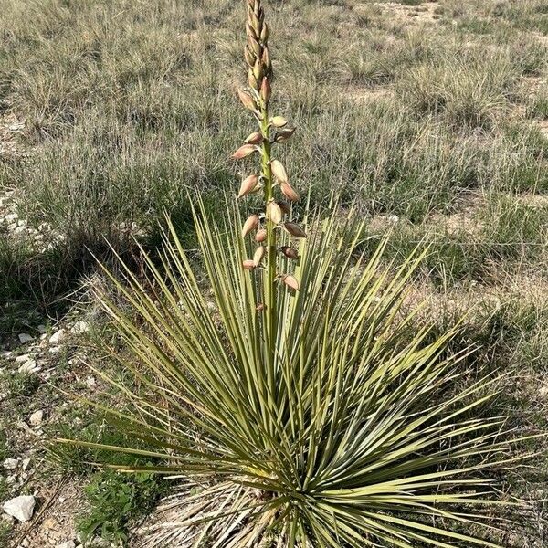 Yucca glauca പുഷ്പം