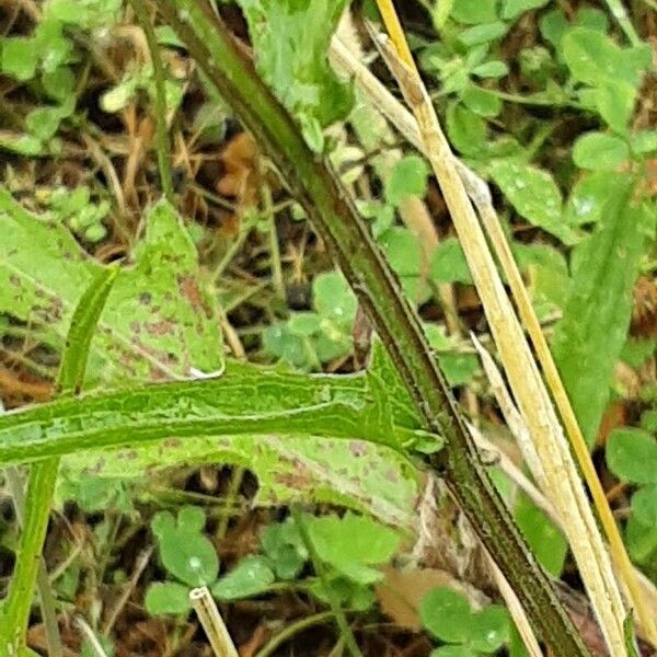 Centaurea jacea Casca