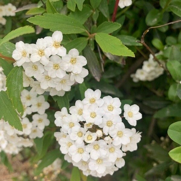 Spiraea cantoniensis Fleur